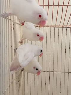 Albino redeye 2 male and albino splits pair