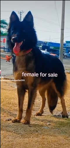 German Shepherd double coat mein show quality ki female black mass