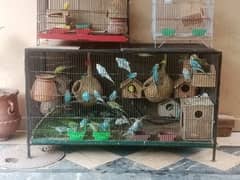 Bajri Birds & Cage