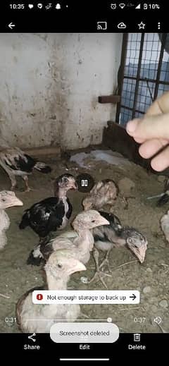 Aseel high quality chicks Available