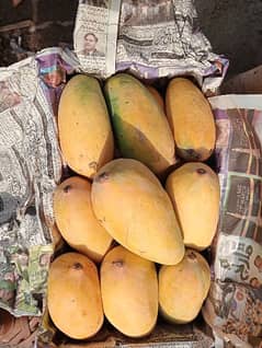 Multan Mango, white chonsa & sindhri Mango