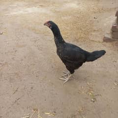 Black aseel hen eggs laying for sale