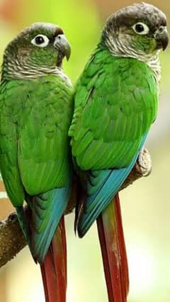 green chick conure  pair 03133804672