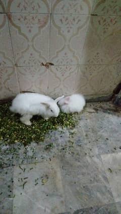 English angora rabbit