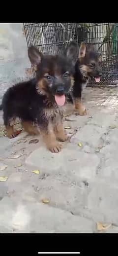 German shepherd puppy  long coated top bleed line