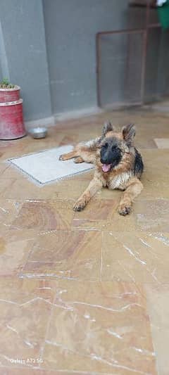 PAIR OF NON PED LONG COAT GERMAN SHEPHERD FOR SALE