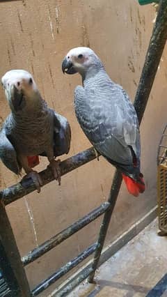 Congo  African Grey Tame And Talking Pair With DNA