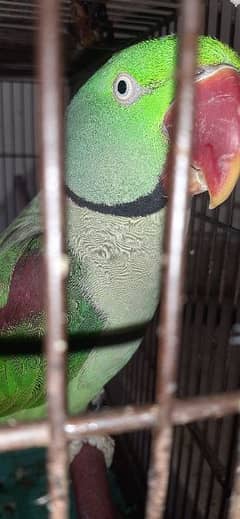 raw parrot kasmiri