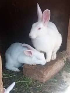 New Zealand white rabbits with red eyes