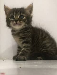 female kitten available