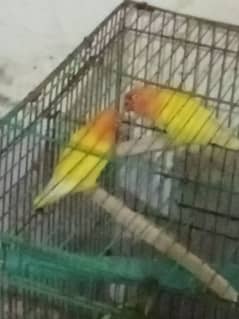 yellow love bird pair