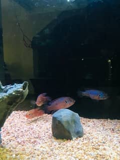 red jewel cichlid fish