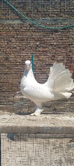 luky pigeon big breeder male for sale