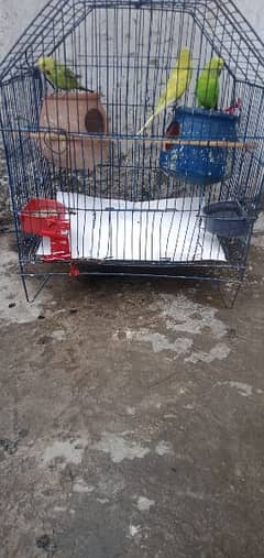 cage and breeding pair with an 1 parrot