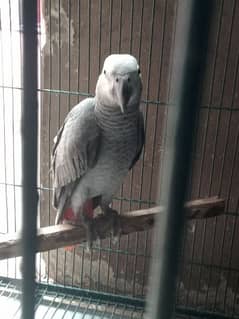 African grey parrot for sell