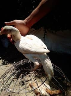 quality paper white chik for sale age 4 mnth WhatsApp 03038199424