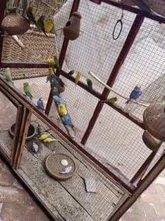 Bajri Birds including Cage