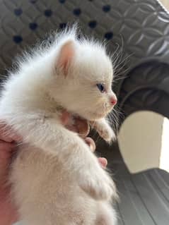 Persian kitten. White or  grey. Punch face