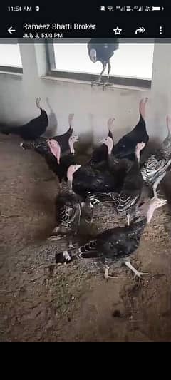 Turkey Birds