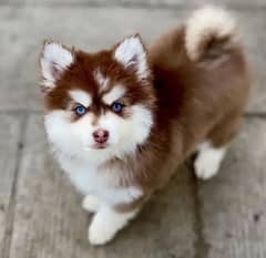 Siberian Husky puppies urgent sale Hai g Bhai