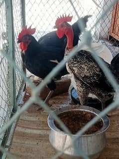 Australorp mix