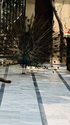 3 breeder male peacocks