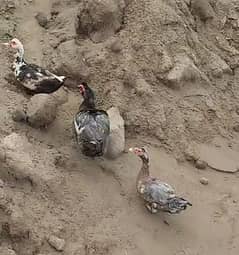 Mascovy duck breeders
1 male 2 female