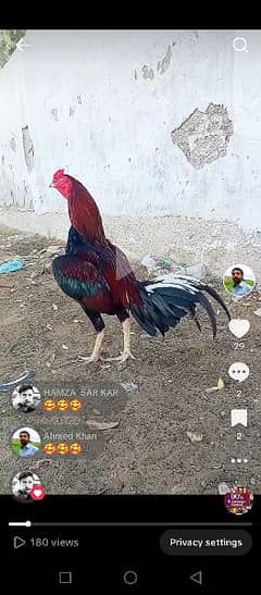 2 Aseel Birds For Sale