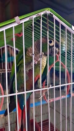 Green parrot conure Breeder parrot