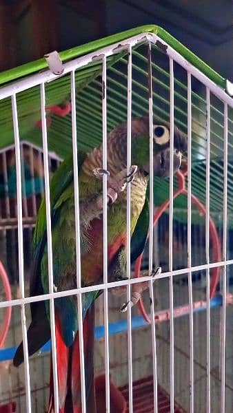 Green parrot conure Breeder parrot 0