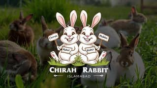 Rabbit/ rabbit for sale / American hotot rabbit / khargosh