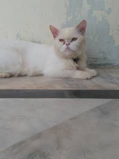 persian female cat for sale