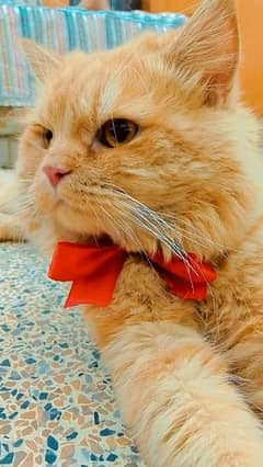 Persian cat /cat Persian