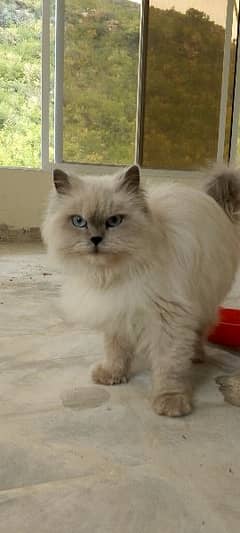 Himalayan cat