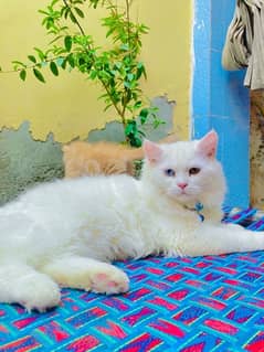 Gendr Male Available Next Home