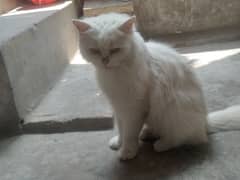 Persian cats triple coat + 5 baby +female cats