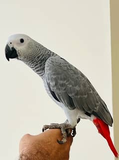 African Grey Parrot Hand Tamed 6 Months Old