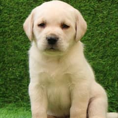 Labrador fwon Coler puppy for sale