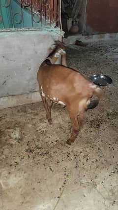Goat | gulabi/rajanpuri bakri | Bakri | desi Bakra | goat for sale