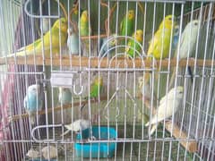 budgie for sale