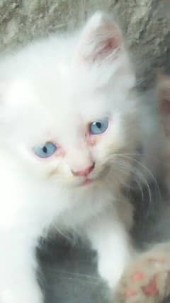 blue eyes white kitten