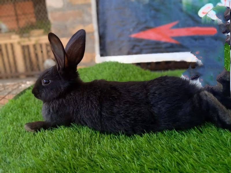 Rabbit/ rabbit for sale / flemish rabbit / khargosh 3