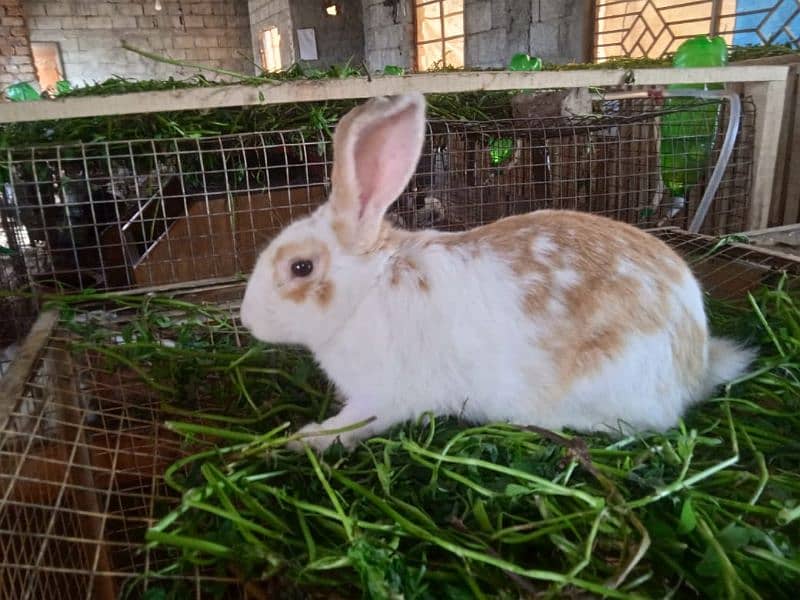 Rabbit/ rabbit for sale / flemish rabbit / khargosh 4