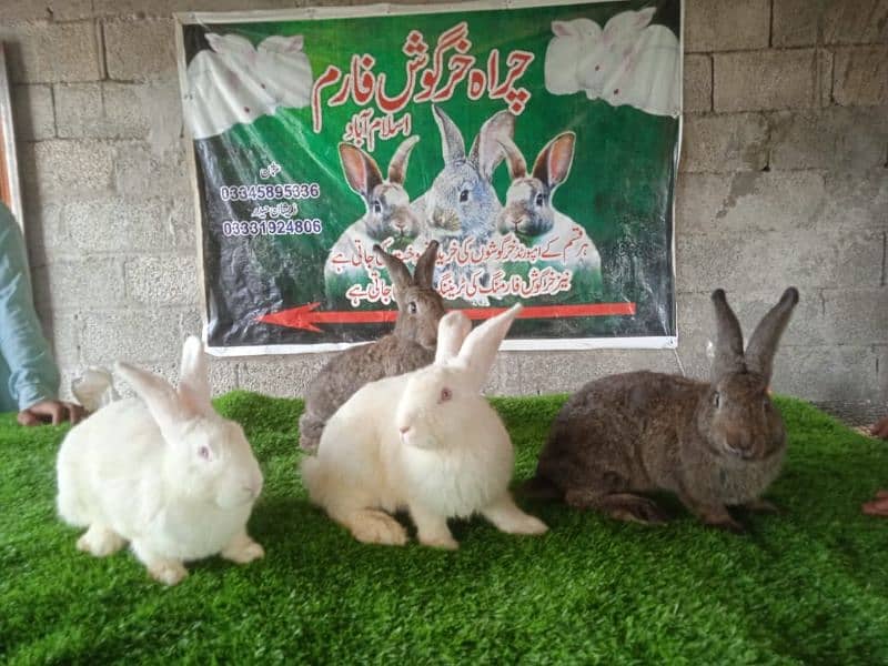 Rabbit/ rabbit for sale / flemish rabbit / khargosh 6