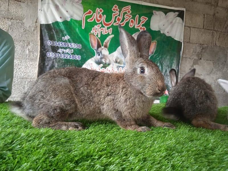 Rabbit/ rabbit for sale / flemish rabbit / khargosh 7