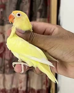 creamino lovebird red eye male Breeder contact number:03333704030