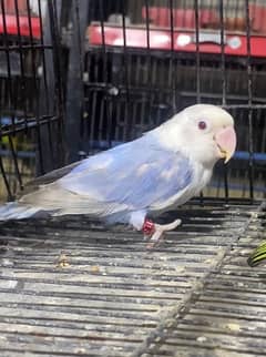 violet palefellow opaline dna male and greenopaline / pf for sell