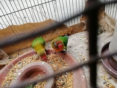 lovebird