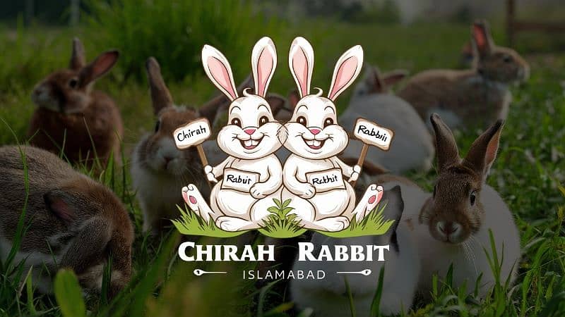 Rabbit/ rabbit for sale / angoora rabbit / khargosh 0