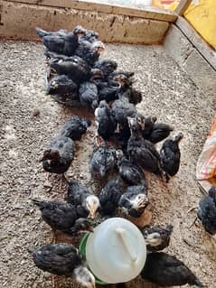 Australorp